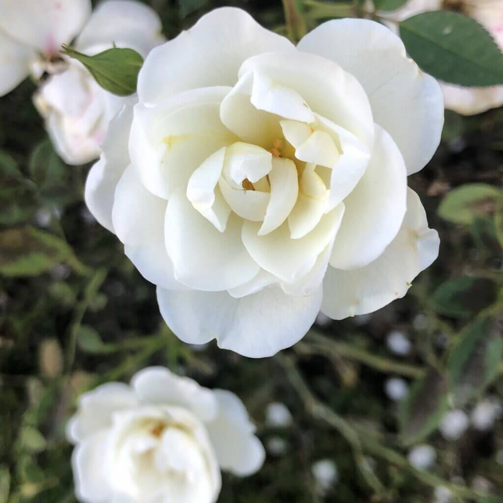 rose au parc de la Tête d'or à Lyon