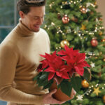 Journée mondiale du poinsettia