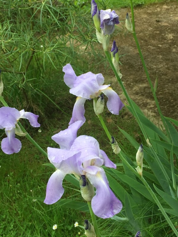 iris en fleur