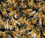 abeilles dans une ruche