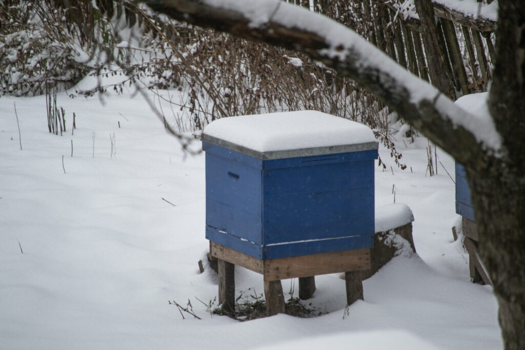 Ruche bleue sous la neige, protégée et préparée pour l’hivernage dans un environnement hivernal.