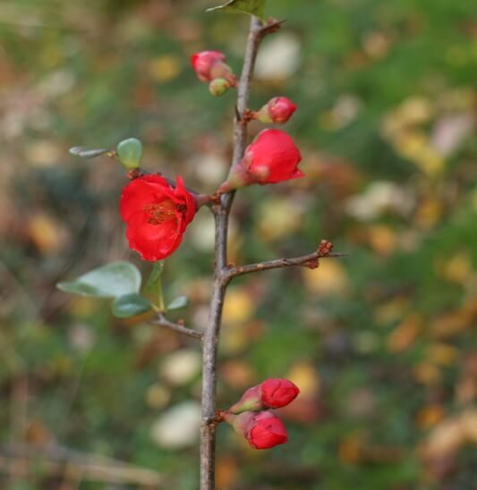 Fleurs rouges de cognassier du Japon apparaissant sur des rameaux encore nus en fin d’hiver