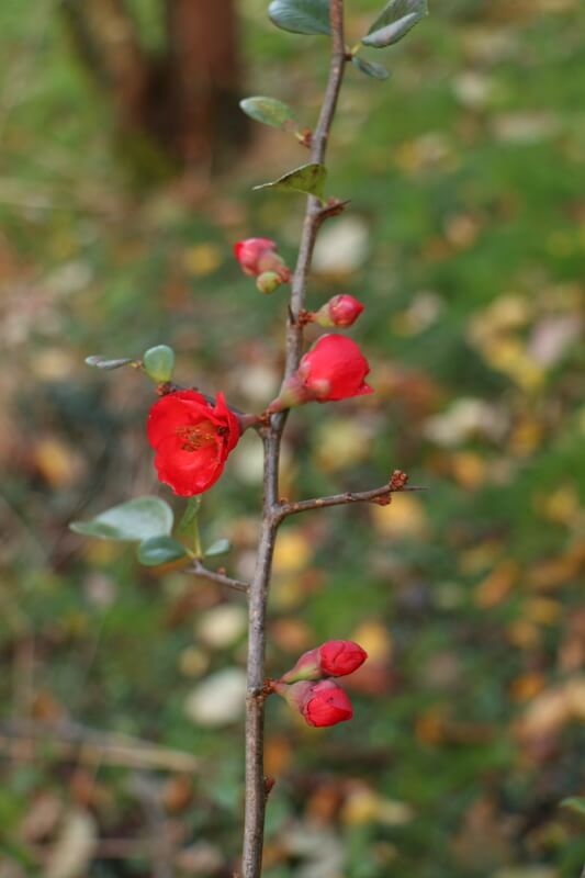Fleurs rouges de cognassier du Japon apparaissant sur des rameaux encore nus en fin d’hiver