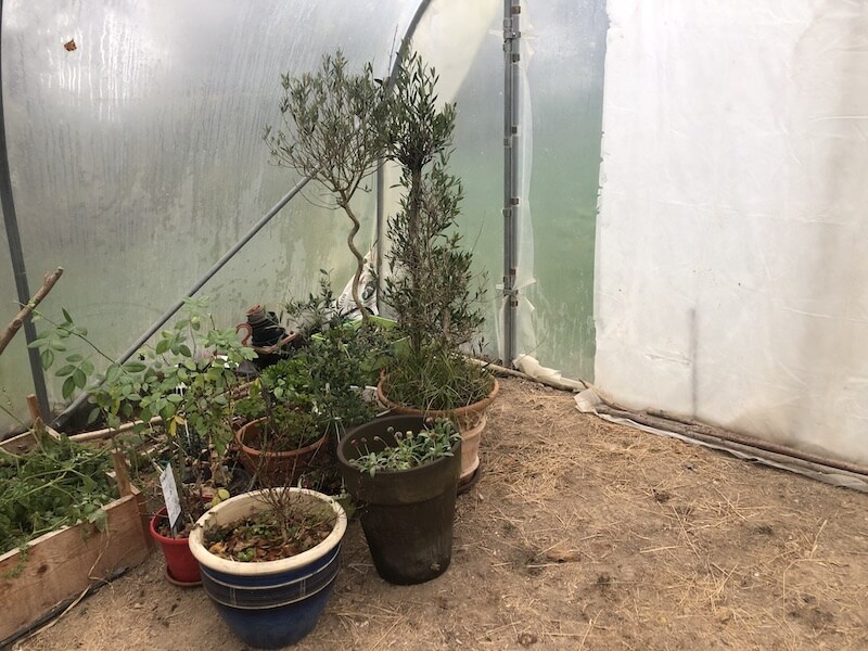 Olivier sous la serre