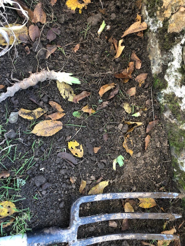 plantation des rhizomes