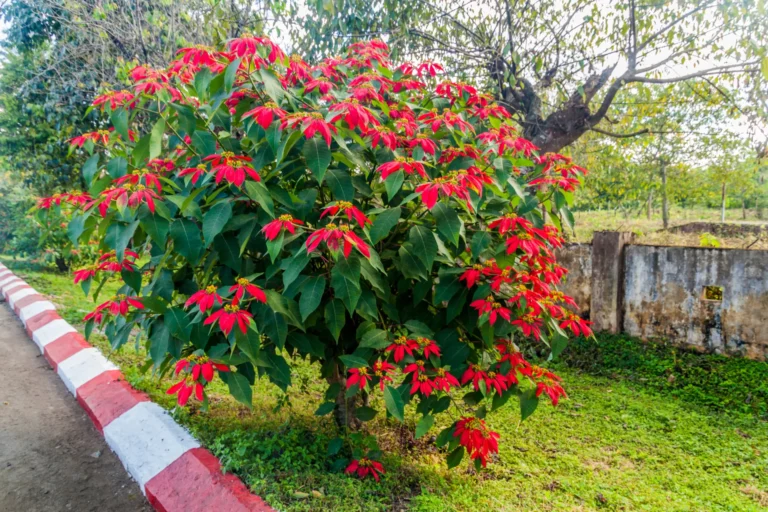 Poinsettia cultivé en pleine terre sous forme d’arbuste