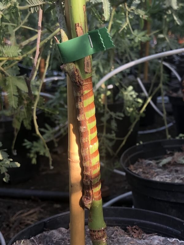 Greffage du mimosa réalisé sur porte-greffe