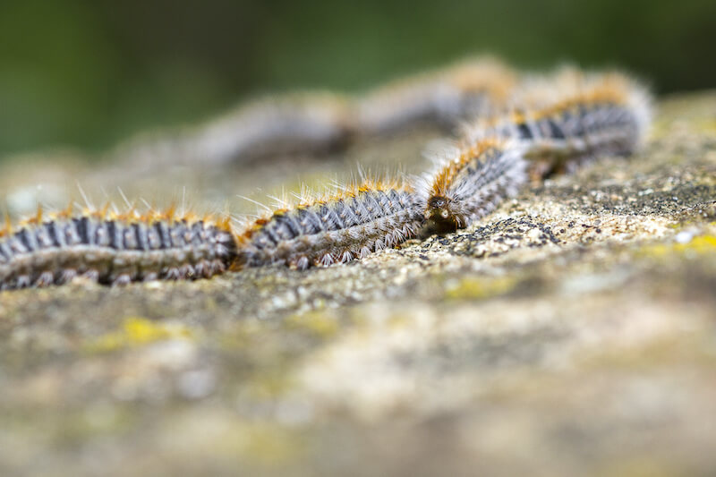 Chaque nid comprend de 100 à 200 chenilles
