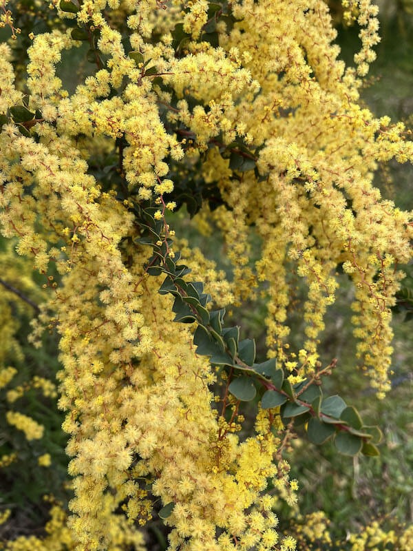 mimosa pravissima
