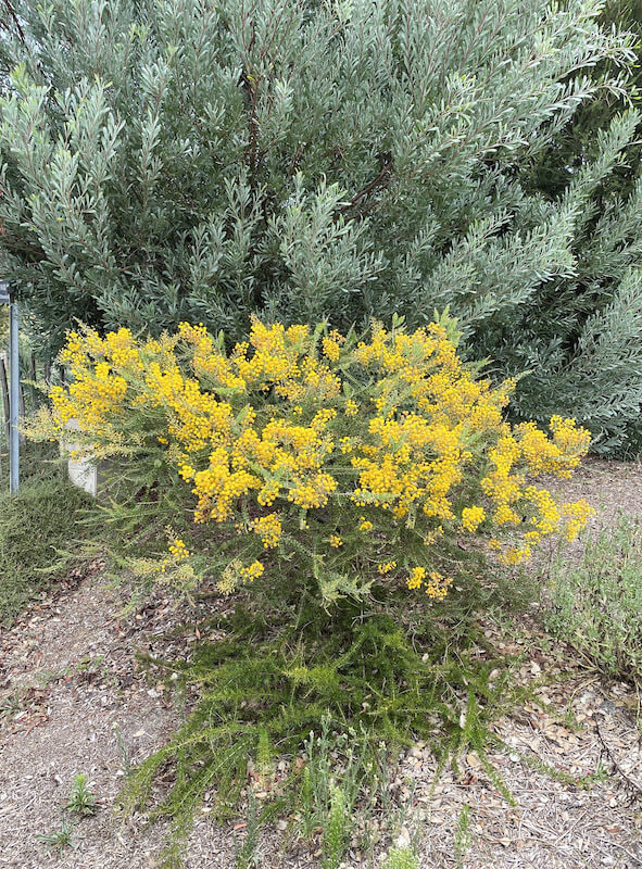 mimosa uncinata