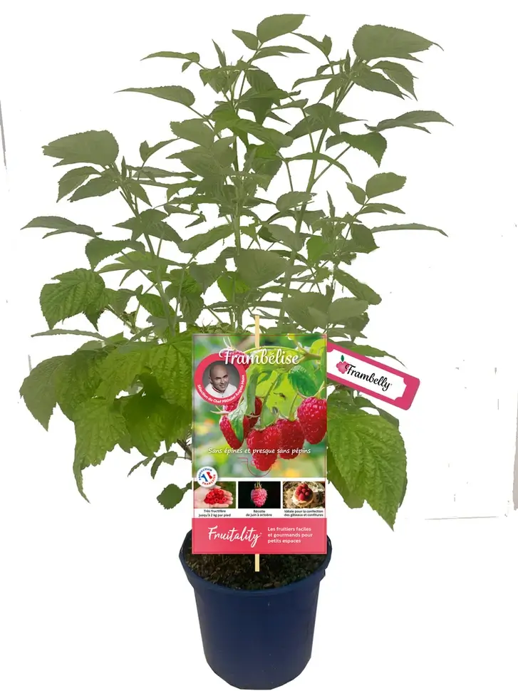 pot de frambélise