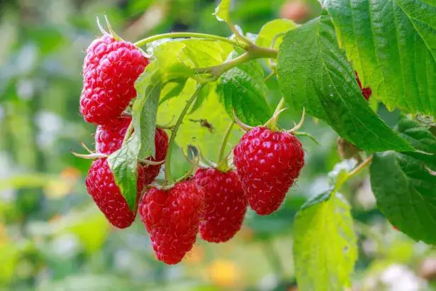 Frambélise, un nouveau framboisier