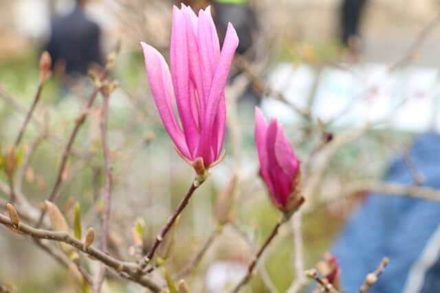Photographié par Pascal Soreau, cet arbre de Judée (Cercis chinensis ‘Avondale’) se distingue par sa floraison rose intense directement sur le bois nu, dès mars-avril. Compact, rustique et idéal pour les petits jardins, il illumine les premiers jours du printemps avant que les feuilles en cœur n’apparaissent.