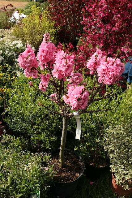 Fleurs doubles rose vif du pêcher nain ‘Pink Peachy’ en pleine floraison printanière.