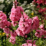 Le pêcher nain 'Pink Peachy