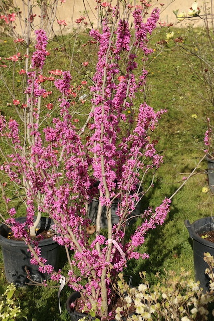 Fleurs rose vif de l’arbre de Judée ‘Avondale’ écloses sur les rameaux encore nus.