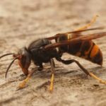 Le frelon asiatique se reconnait à sa taille et à ses bandes rouges.