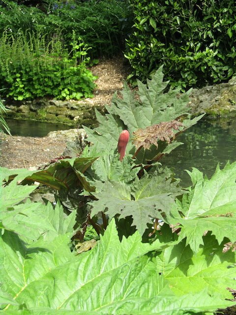 La rhubarbe palmée trouve facilement sa place dans les massifs en terrain lourd.