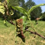feuilles de pêcher atteintes par la cloque