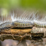 Chenille processionnaire du chêne