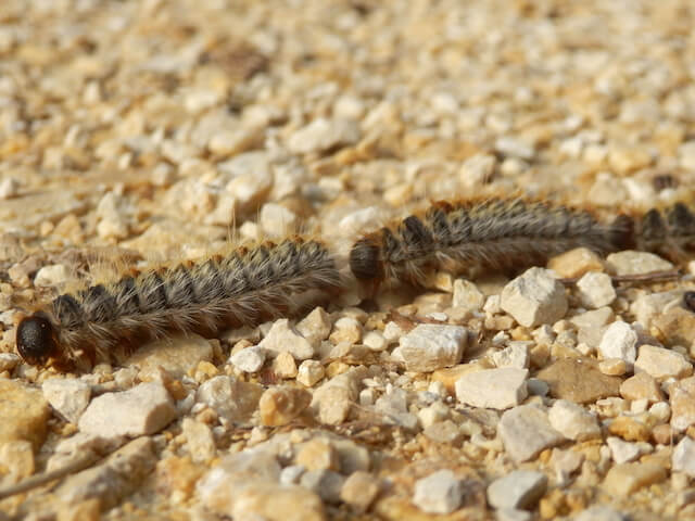 Chenille processionnaire du pin