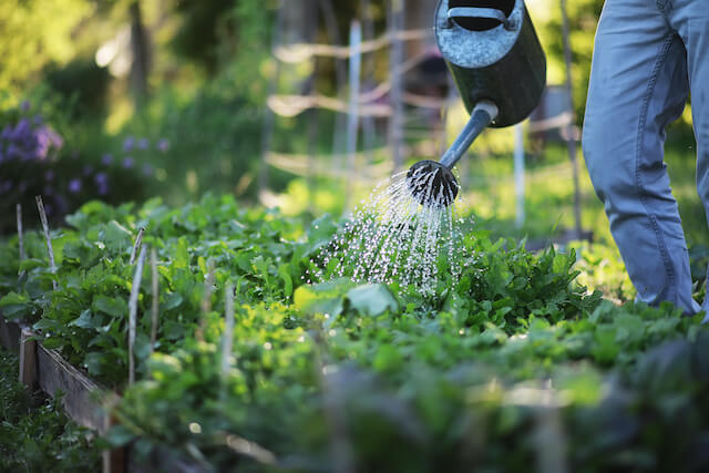 Man farmer watering a vegetable garden in the evening at sunset
