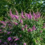 Selective focus of violet blue flower Summer lilac (Vlinderstruik) Buddleja davidii, Butterfly-bush or Orange eye is a species of flowering plant in the family Scrophulariaceae, Nature background.
