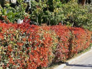 Red and green leaves of a photinia fraseri red robin hedge on a street, in Attica, Greece