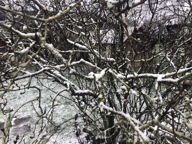 image de l'hiver