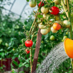 Arrosage des tomates