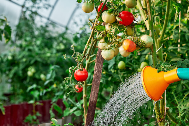 Arrosage des tomates
