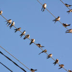 En France, il s’agit de l’hirondelle rustique (Hirundo rustica) appelée également hirondelle de cheminée, l’hirondelle de fenêtre (Delichon urbicum), l’hirondelle rousseline (Cecropis daurica), l’hirondelle de rochers (Ptyonoprogne rupestris) et de l’’hirondelle de rivage (Riparia riparia).