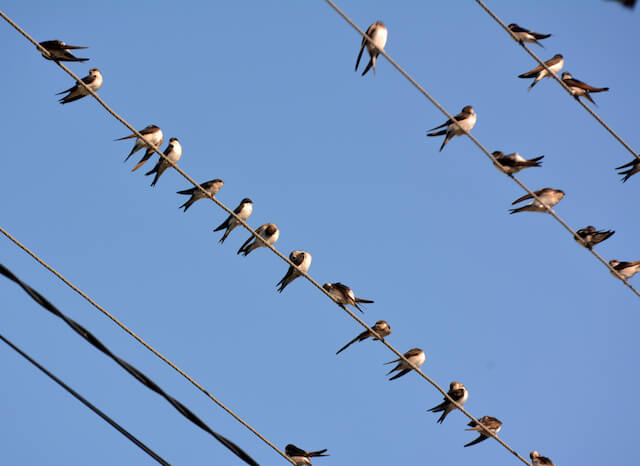 En France, il s’agit de l’hirondelle rustique (Hirundo rustica) appelée également hirondelle de cheminée, l’hirondelle de fenêtre (Delichon urbicum), l’hirondelle rousseline (Cecropis daurica), l’hirondelle de rochers (Ptyonoprogne rupestris) et de l’’hirondelle de rivage (Riparia riparia).