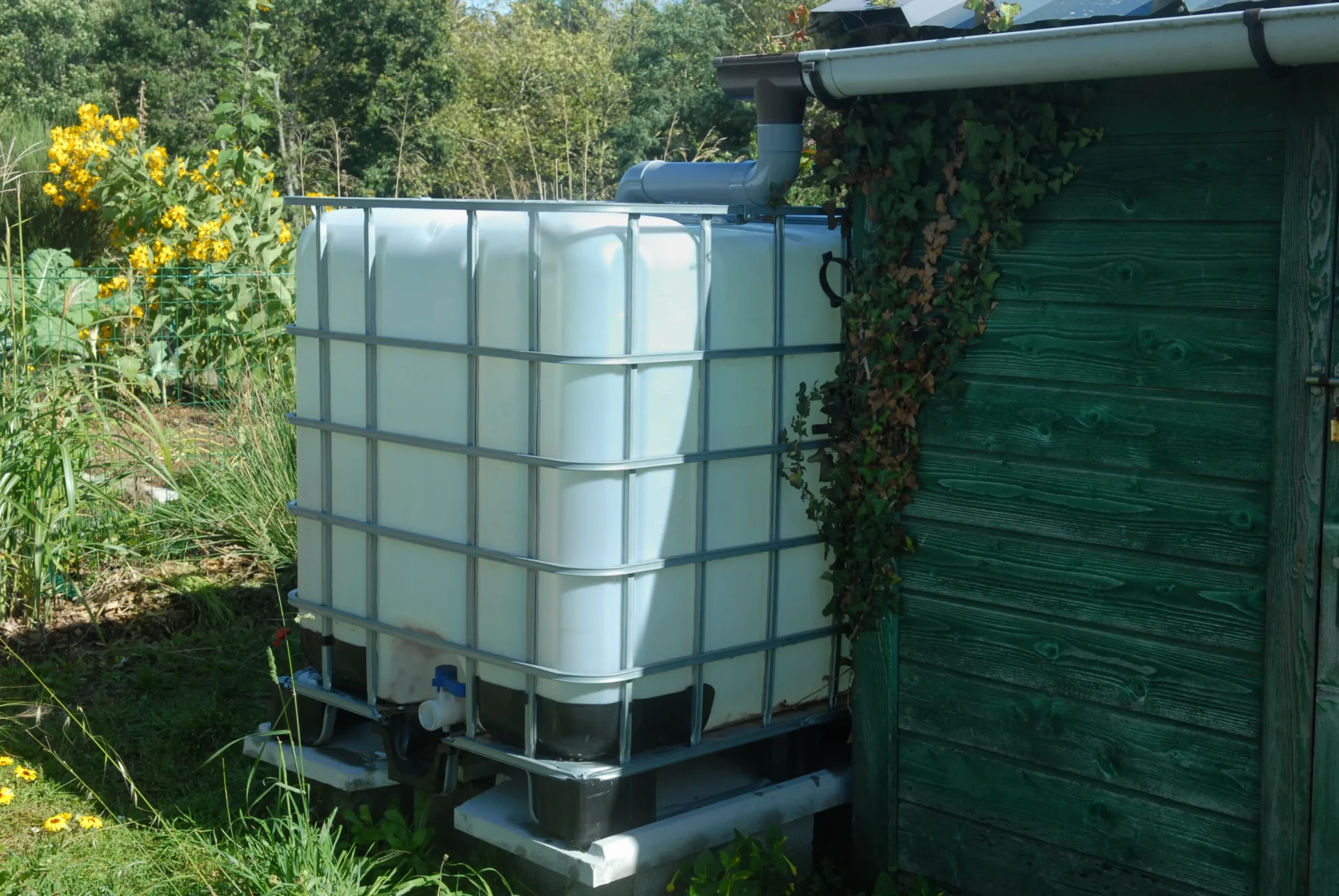 Tonne à eau de 1 000 litres raccordée à une gouttière pour récupérer l’eau de pluie et arroser le jardin.
