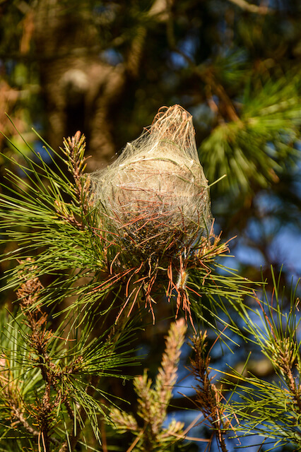 Après quelques mois sous terre, les chenilles se transforment en papillon