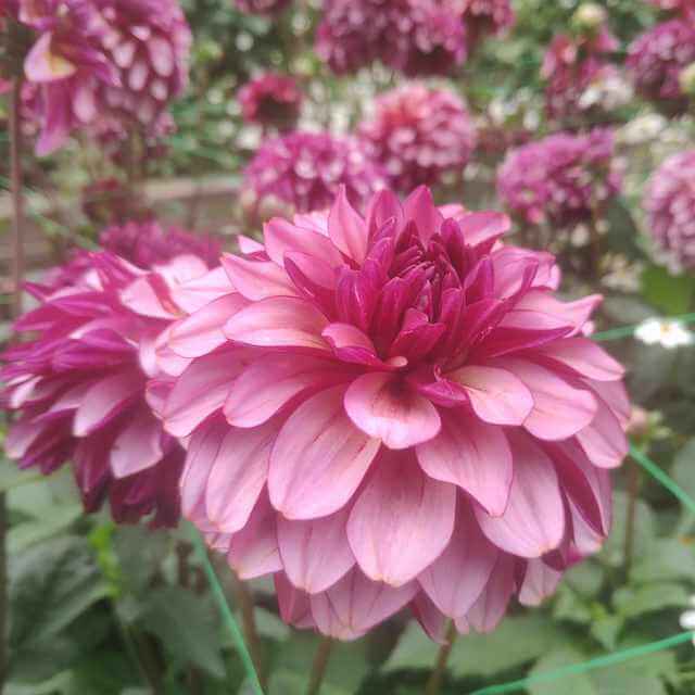Dahlia 'Francklin'