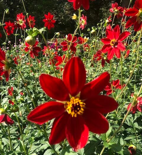 Dahlia rouge en pleine floraison au jardin floral de Vincennes lors du concours international de dahlia