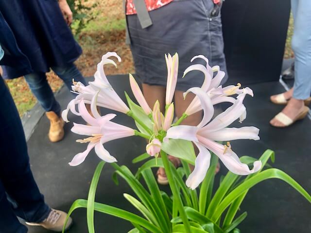 Amarine en fleurs