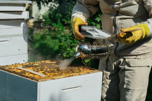 The beekeeper treats the bees of the varroa mite. Diseases of bees and their treatment. Varroasis. Varroa destructor