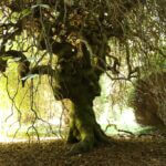 Fau de Verzy à l'arboretum des Barres