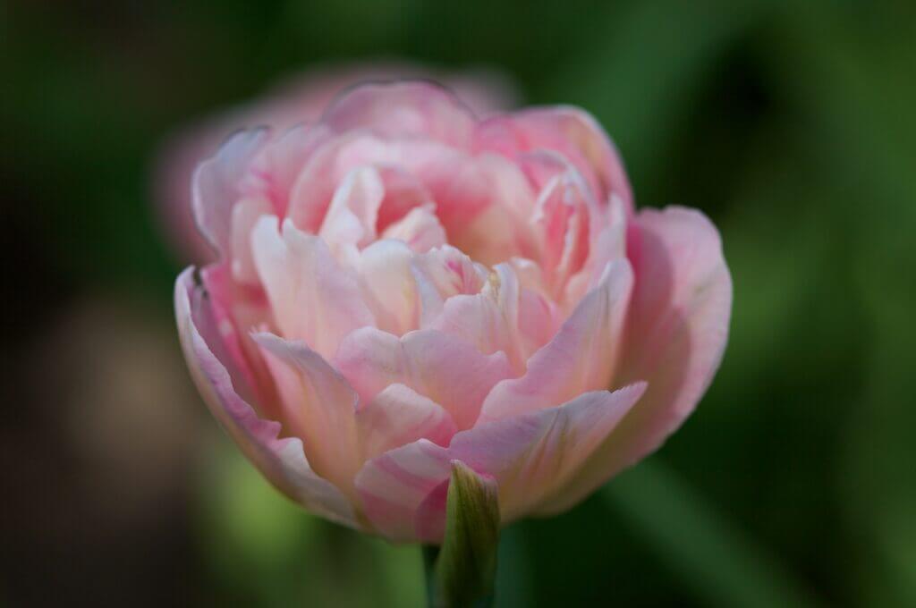 Tulipe double hâtive 'Angelique'