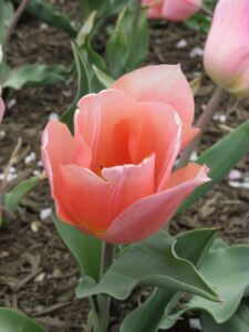 Tulipe simple hâtive 'Apricot Beauty'