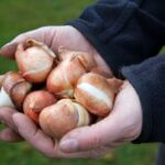 bulbe de tulipes