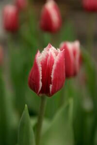 La tulipe frangée 'Crispy Vivi'