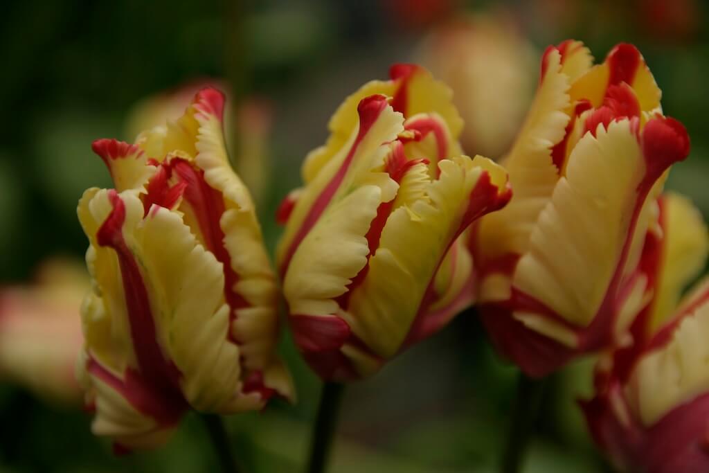 Tulipe perroquet 'Flaming Parrot'