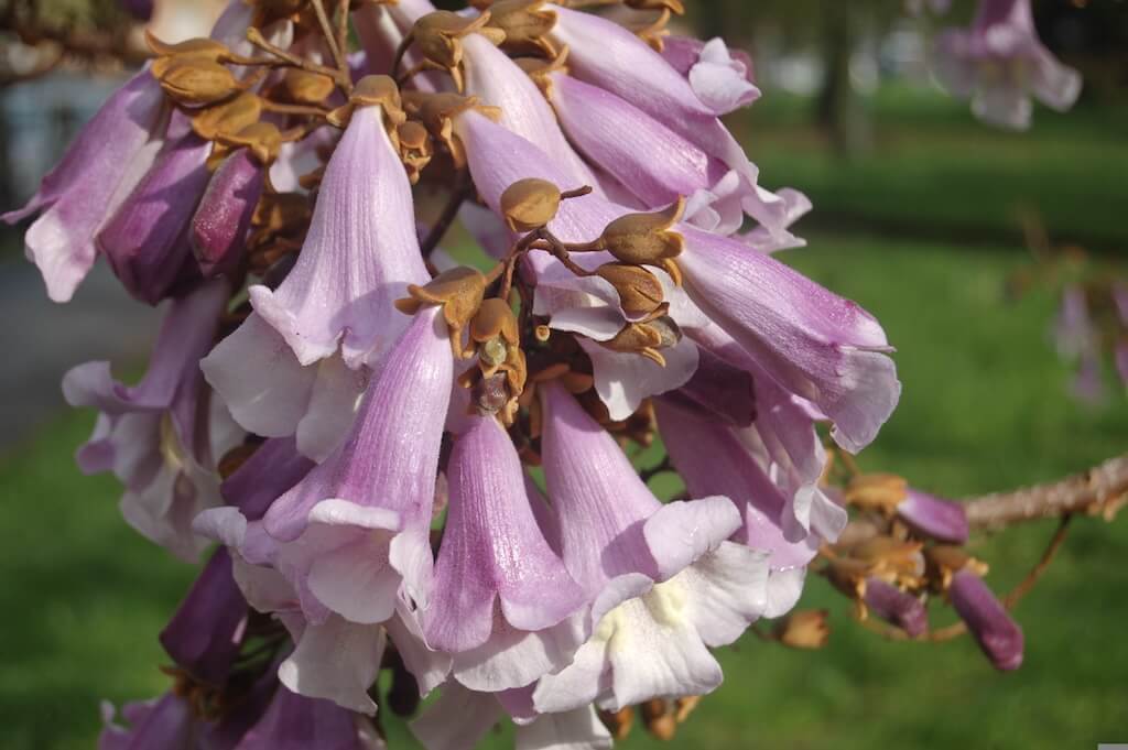 Fleur de paulownia