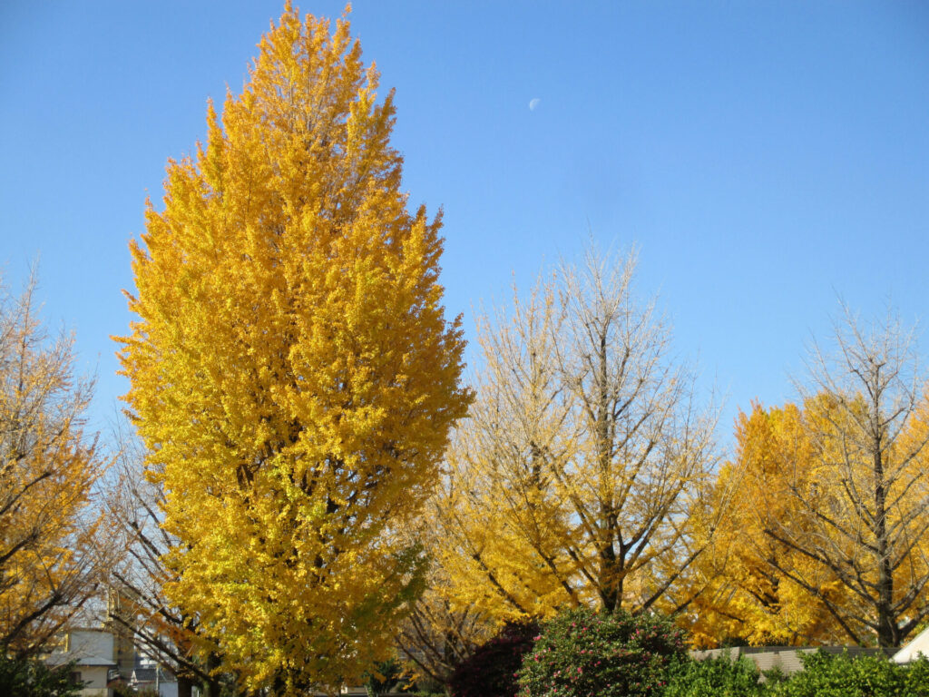 Ginkgo biloba en automne, arborant un feuillage jaune d’or sous un ciel bleu dégagé.