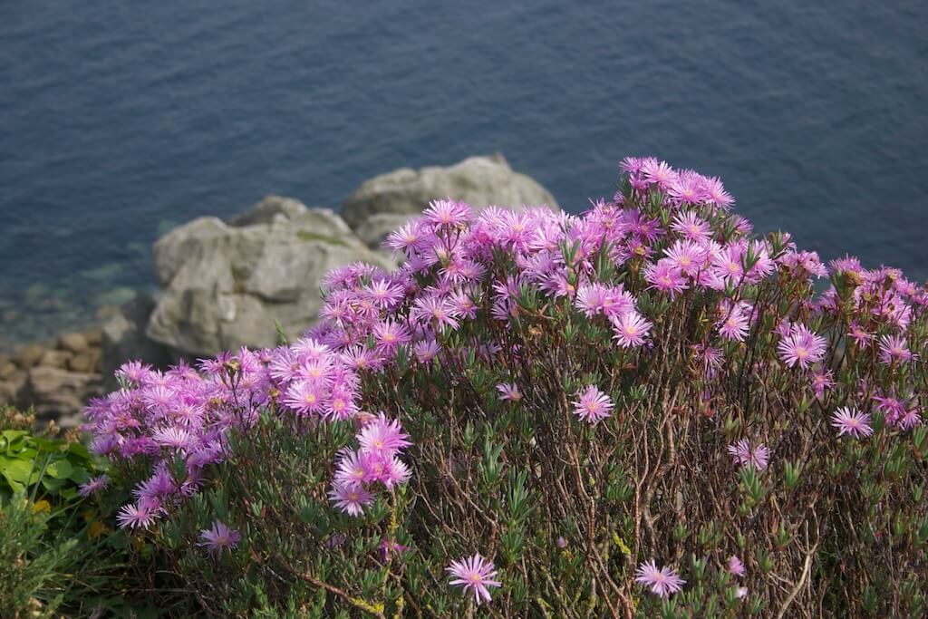 Lampranthus spectabilis