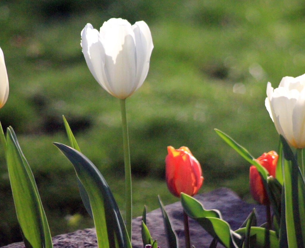 Tulipe simple tardive 'Maureen'