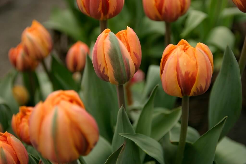 tulipe double tardive 'Orange Princess'